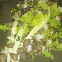 فورش حلزون اچتینا مولد|خزنده|خرمدره, |دیوار