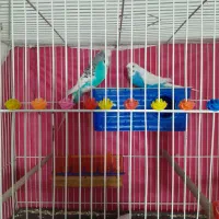 ساعت مچی ویک جفت مرغ عشق انگیلیسی طوطی قناری|ساعت|مشهد, ایثار|دیوار