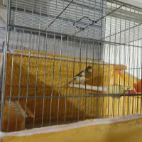 دو عدد قناری نر مست و ۳ عدد قناری ماده|پرنده|ملایر, |دیوار