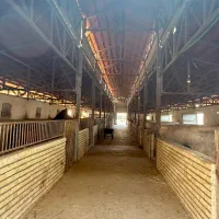 پانسیون اسب ، باشگاه سوارکاری ،تولید و پرورش اسب