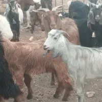 20عددچپش بز افغانی جوان شیرا