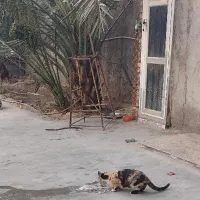 گربه دوساله
