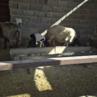 60راس میش جوان داشتی|حیوانات مزرعه|دهدشت, |دیوار