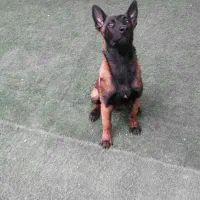 بلژین مالینویز Belgian malinois|سگ|تهران, زعفرانیه|دیوار