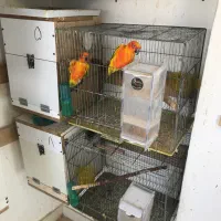 طوطی خورشیدی سانکانور خالص۱۰جفت