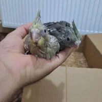 جوجه عروس هلندی رنگی دستی|پرنده|اصفهان, برزان|دیوار