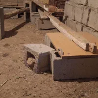 کفتر چادری|پرنده|اردبیل, |دیوار