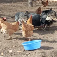 خروس مرغ بوقلمون|حیوانات مزرعه|اردبیل, |دیوار