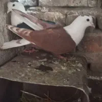 شهری یا مخمل