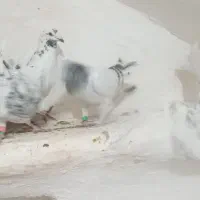 کفتر پرشی آلمانی ودورگ موقعیت کاشمر|پرنده|مشهد, ایثار|دیوار