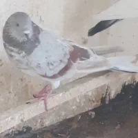 کفترپیس سرور(نوه سرورملقب به راسو)باغستان|پرنده|تهران, سعیدآباد|دیوار