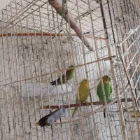 مرغ عشق و فنچ