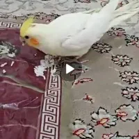 عروس هلندی گم شده در منطقه امامزاده رودبند