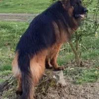 ژرمن نر|سگ|خرم‌آباد, |دیوار