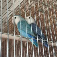 کوتوله برزیلی مولد واقعی درجه یک .|پرنده|گلپایگان, |دیوار