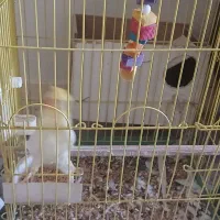 عروس هلندی نر ۲ساله