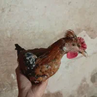 نیمچه مرغ خروس گلین|حیوانات مزرعه|شیراز, احمدآباد|دیوار