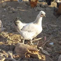 مرغ خروس|حیوانات مزرعه|بیلوار, |دیوار