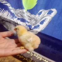 تخم نطفه دار برهما امپراطور گله ی وارداتی|حیوانات مزرعه|تهران, فاطمی|دیوار