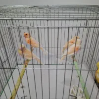 قناری سرخ مزایکی
