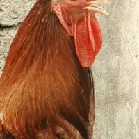 فروش خروس دورگه
