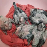 جوجه عروسهلندی