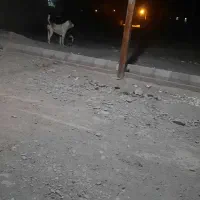 یک‌سگ‌رمگی‌دهن‌پاک