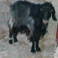 بز سال خورده|حیوانات مزرعه|وحدتیه, |دیوار