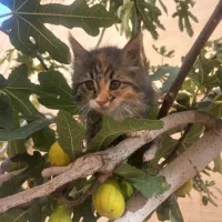 گربه|گربه|اصفهان, تیران|دیوار