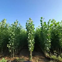 نهال صنوبر اصلاح شده سریع الرشد