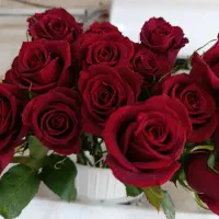 گل طبیعی|گل و گیاه طبیعی|قزوین, |دیوار