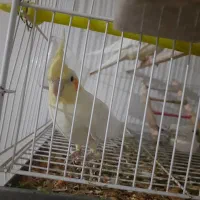 با سلام ی جفت عروس