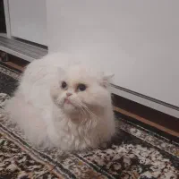 اسکاتیش ماده