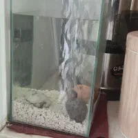 ماهی و اکواریوم گپی بچه ماهی|ماهی|مشهد, گلشور|دیوار