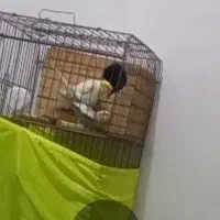 عروس هلندی قفس۱۰۳۳طوطی مینا