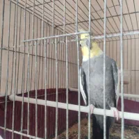 عروس هلندی نر|پرنده|مهریز, |دیوار