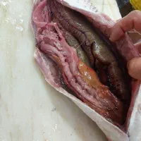 ماهی|ماهی|رشت, حومه رشت|دیوار