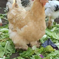 فروش تعدادی جوجه برهمای لایت ومرغ برهمای رنگ بوف|حیوانات مزرعه|لشت نشا, |دیوار