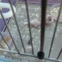 فنچ نو جوان سفید اشکی