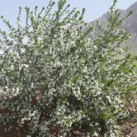 زمین-و-باغ-صحنه