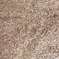 گندم بذری پیشگام|عمده‌فروشی|گنبد کاووس, |دیوار