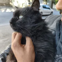 واگذاری کاملا رایگان گربه دوساله|گربه|مرند, |دیوار