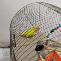 طوطی برزیلی نر