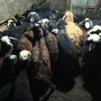 ۲۵عدد بره