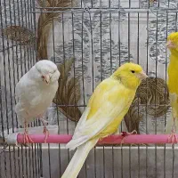 ۴ عدد قناری ماده کشیده بلند آماده شاخص همگی باهم