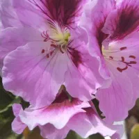 کار در منزل