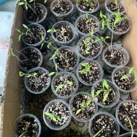 نشا گوجه و خیار