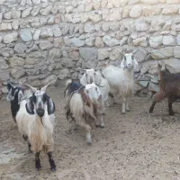 ۱ عدد گوساله ۵ عدد بز ۲ تا بزغاله