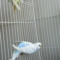 مرغ عشق|پرنده|جوانرود, |دیوار