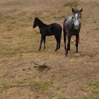 اسب مادیان یورقا